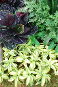 Plant show 2012 (55).JPG